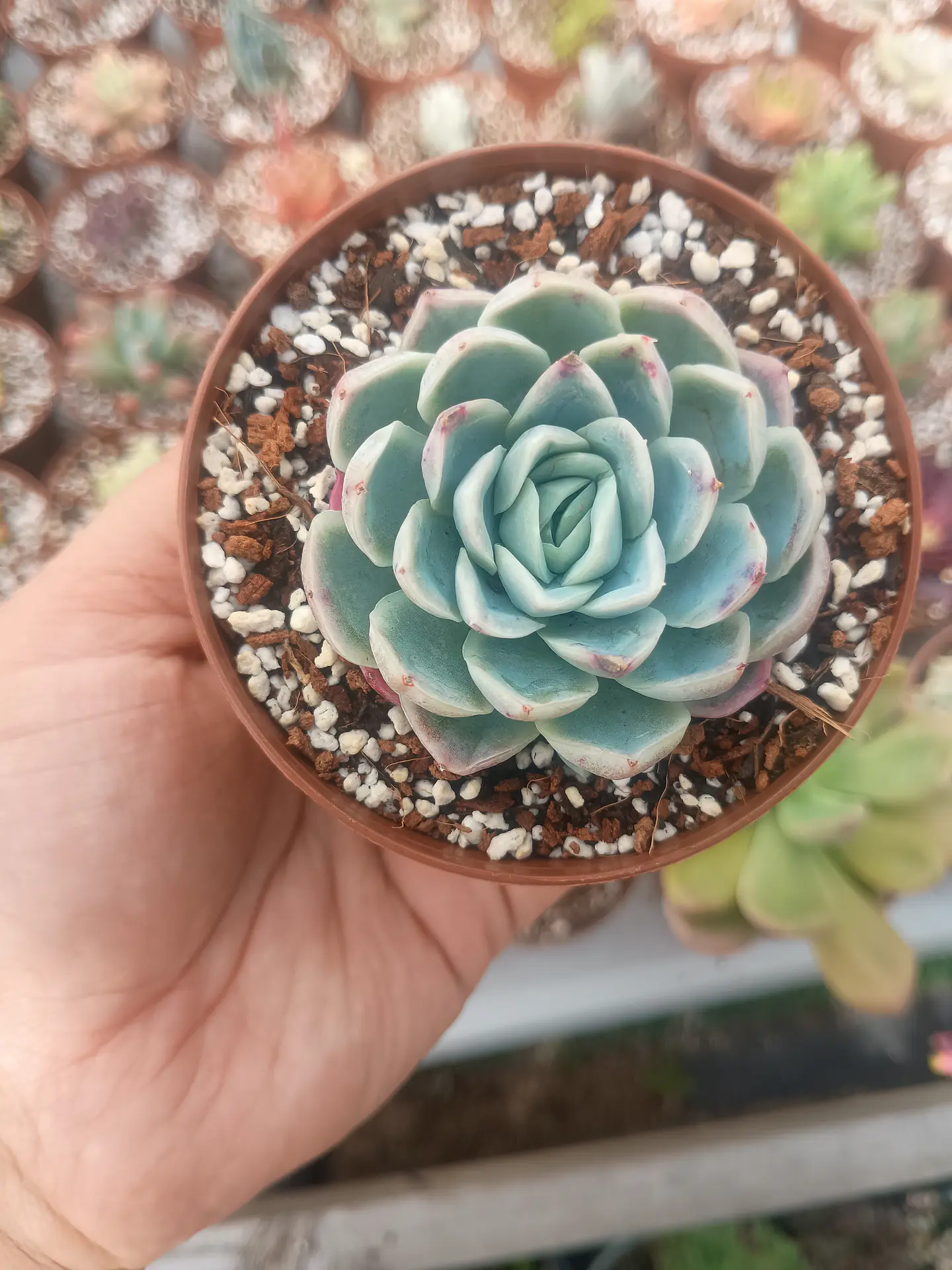 Echeveria elegance  1
