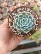 Echeveria elegance  - Miniatura 1