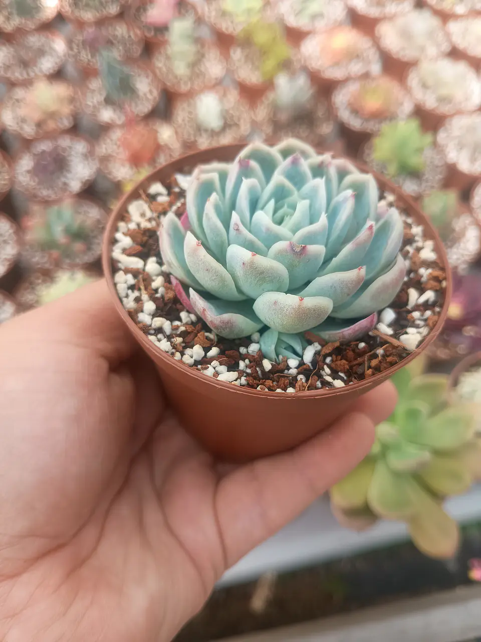 Echeveria elegance  2
