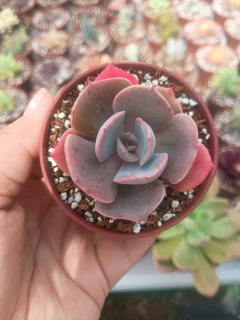 Echeveria Dusty rose 