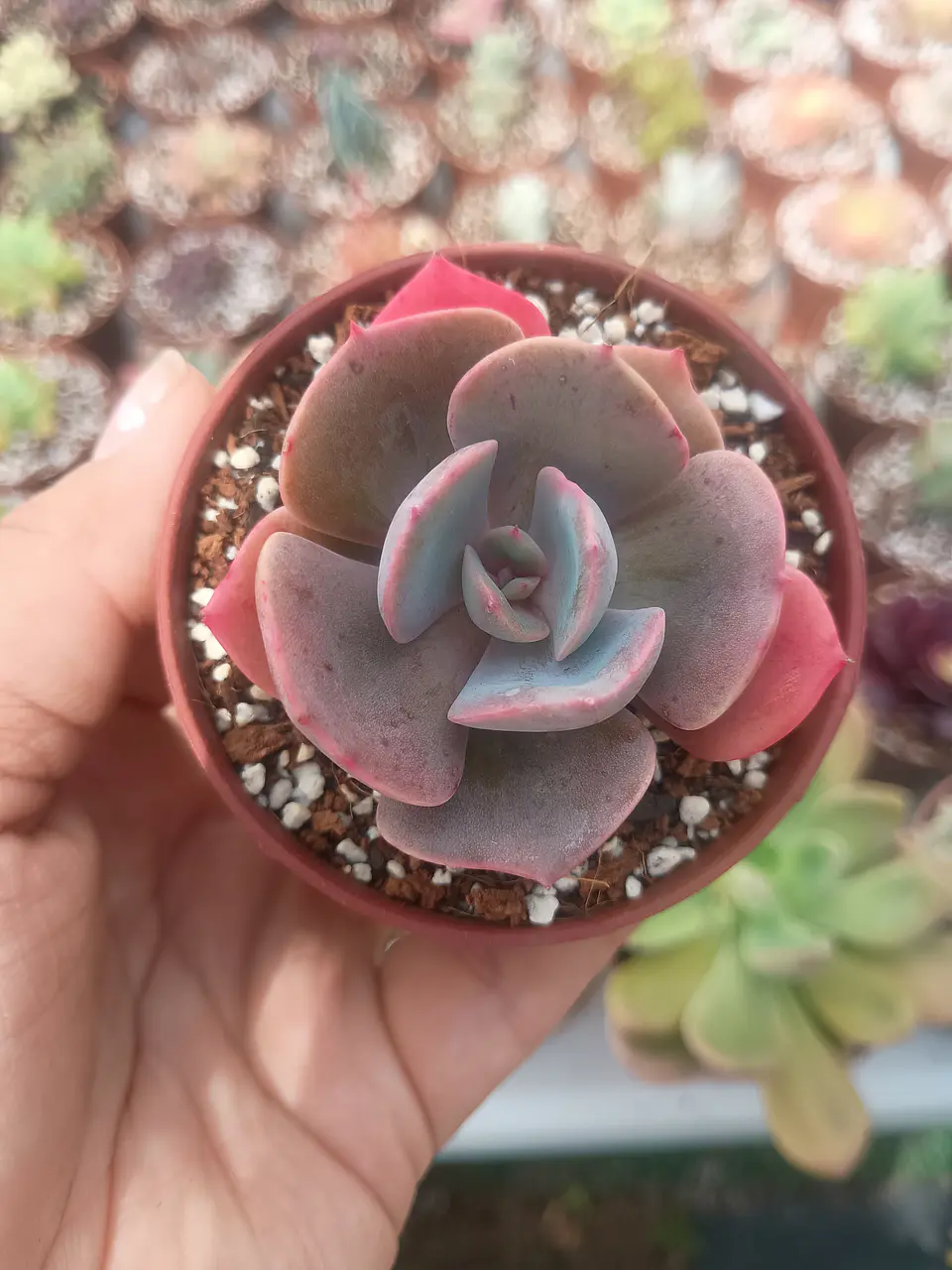 Echeveria Dusty rose  1