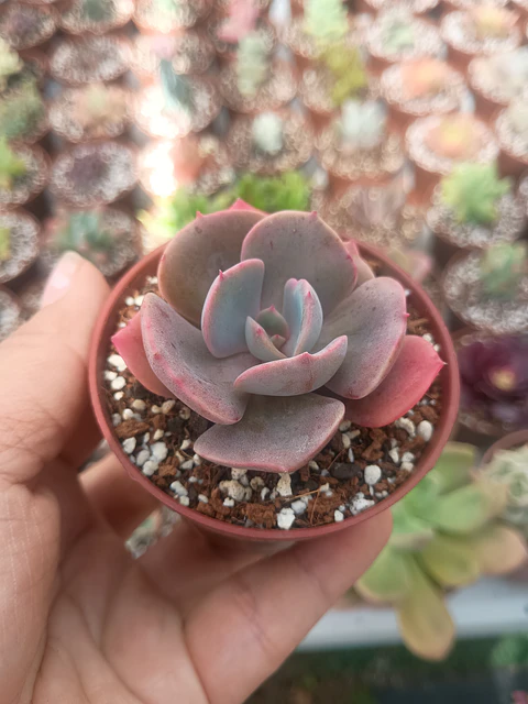 Echeveria Dusty rose 