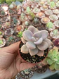 Graptopetalum Murasaki  - Miniatura 1