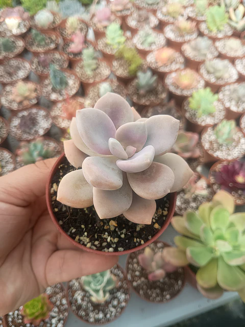 Graptopetalum Murasaki 