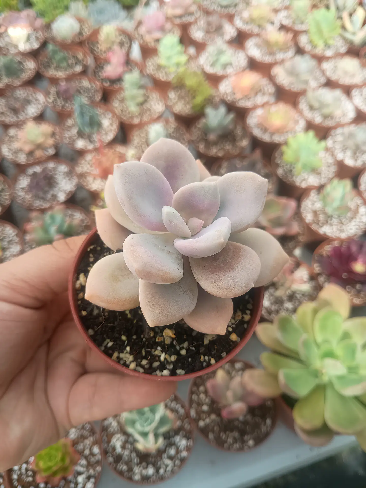 Graptopetalum Murasaki  2