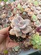 Graptopetalum Murasaki  - Miniatura 2
