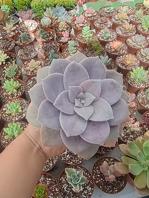 Quetzalcoatlia superba, (graptopetalum superboom)