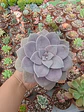 Quetzalcoatlia superba, (graptopetalum superboom) - Miniatura 1