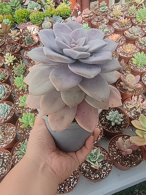 Quetzalcoatlia superba, (graptopetalum superboom)