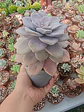 Quetzalcoatlia superba, (graptopetalum superboom) - Miniatura 2