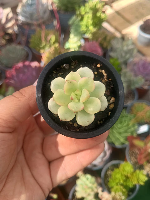 Echeveria Tango variegada 