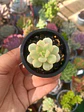 Echeveria Tango variegada  - Miniatura 1