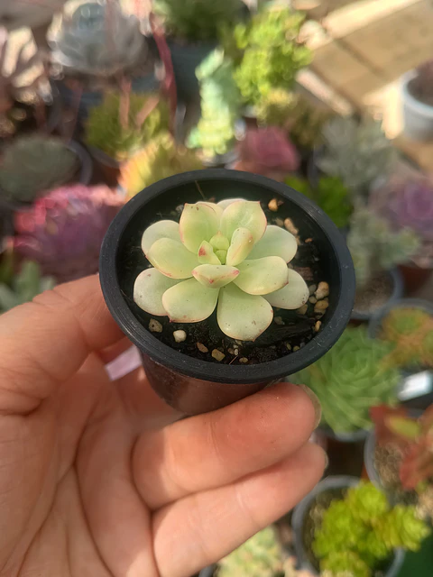 Echeveria Tango variegada 