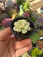 Echeveria Tango variegada  - Miniatura 2