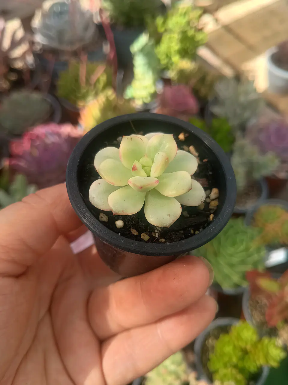 Echeveria Tango variegada  2