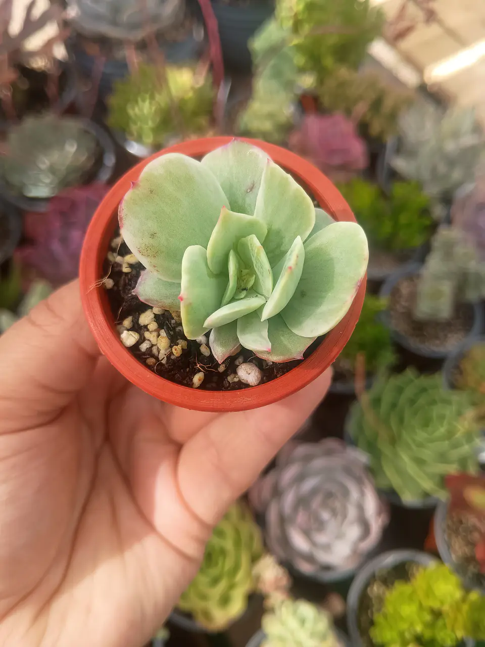 Echeveria mocha variegada 1