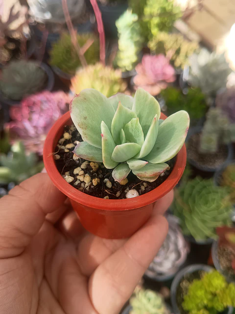 Echeveria mocha variegada
