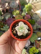 graptoveria Victor kane variegada  - Miniatura 1