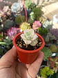 graptoveria Victor kane variegada  - Miniatura 2