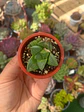 Haworthia Retusa mini - Miniatura 2