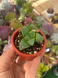 Haworthia Retusa mini - Miniatura 1