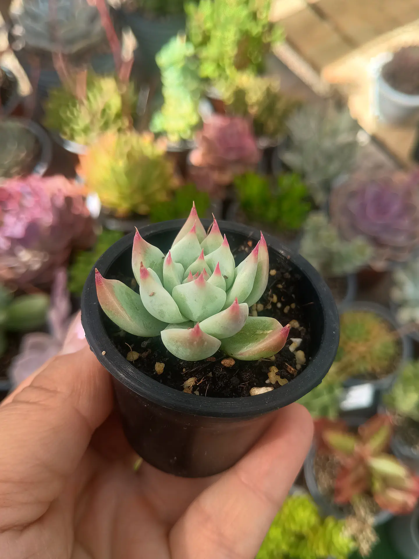 Echeveria Chihuahuensis mini 2