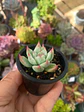 Echeveria Chihuahuensis mini - Miniatura 2