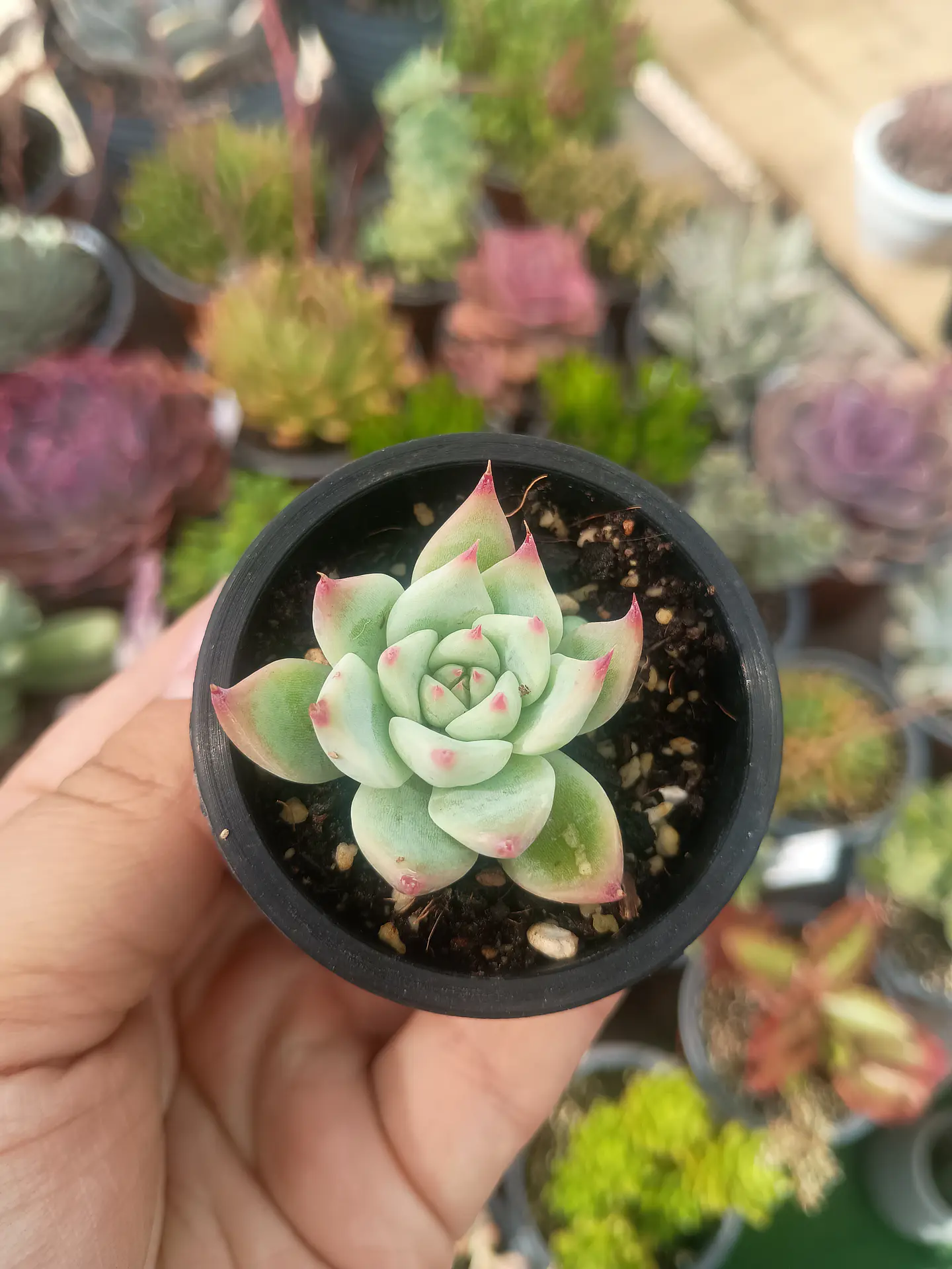 Echeveria Chihuahuensis mini 1