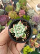 Echeveria Chihuahuensis mini - Miniatura 1