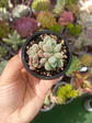 graptosedum Miul mini - Miniatura 1