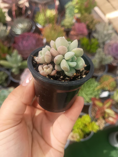 graptosedum Miul mini