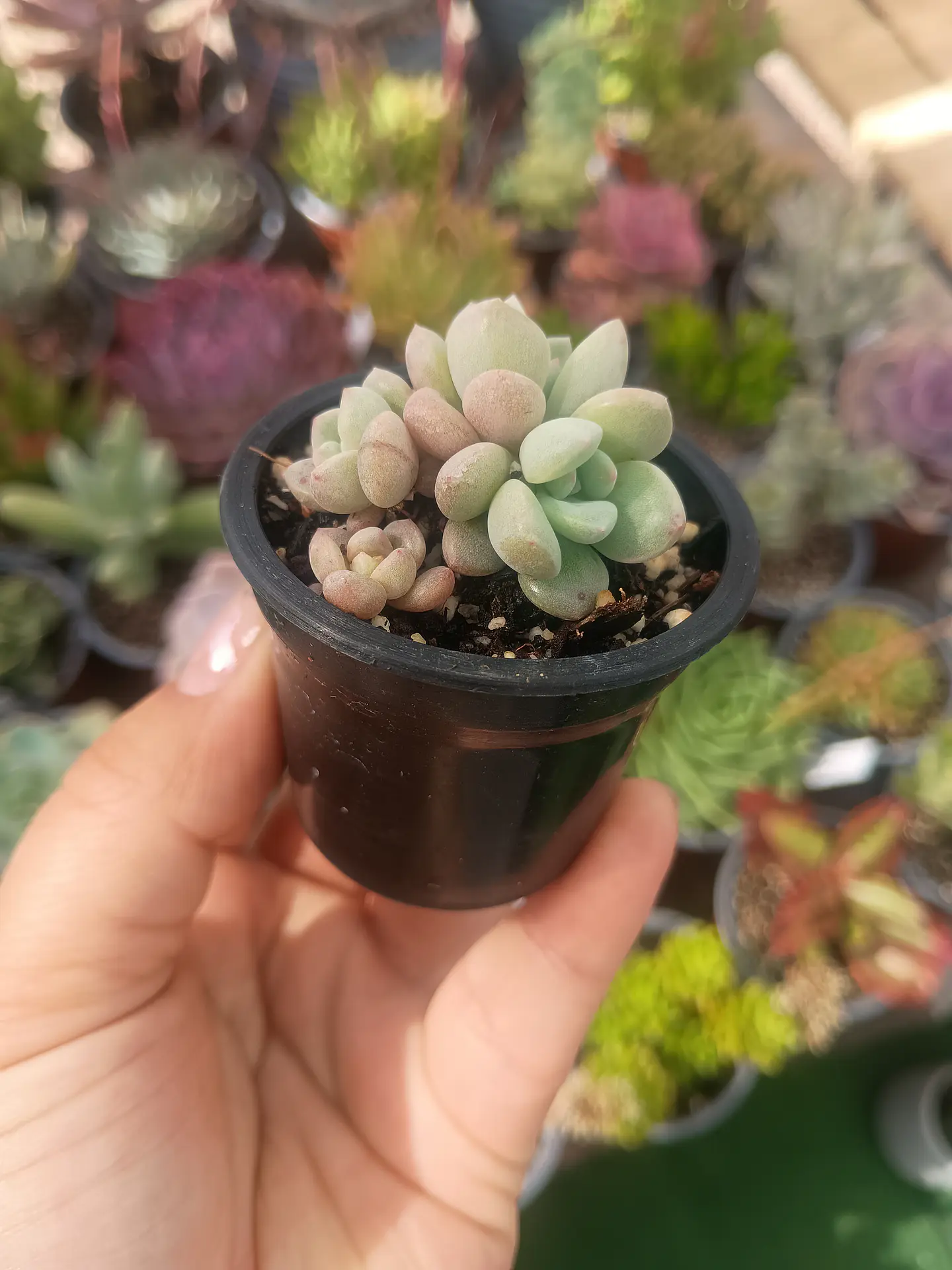 graptosedum Miul mini 2