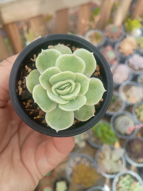 Echeveria Onslow 