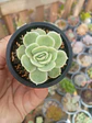 Echeveria Onslow  - Miniatura 1
