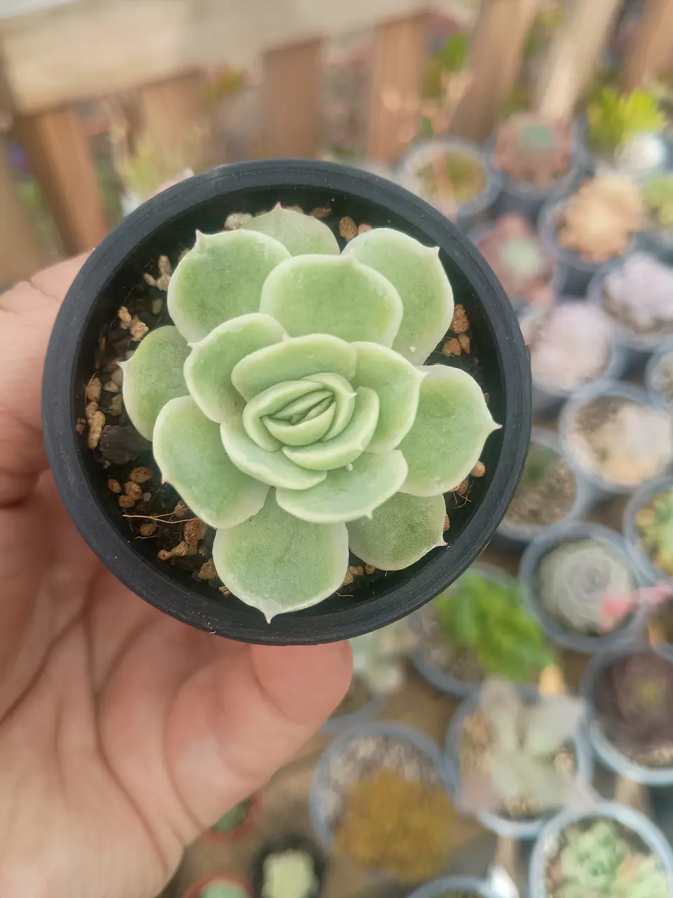 Echeveria Onslow  1