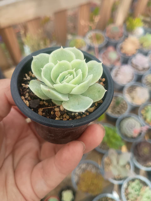 Echeveria Onslow 