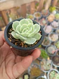 Echeveria Onslow  - Miniatura 2