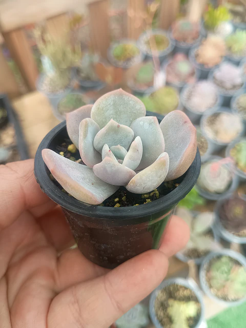 Echeveria Moondust S