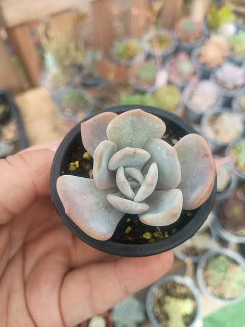 Echeveria Moondust S
