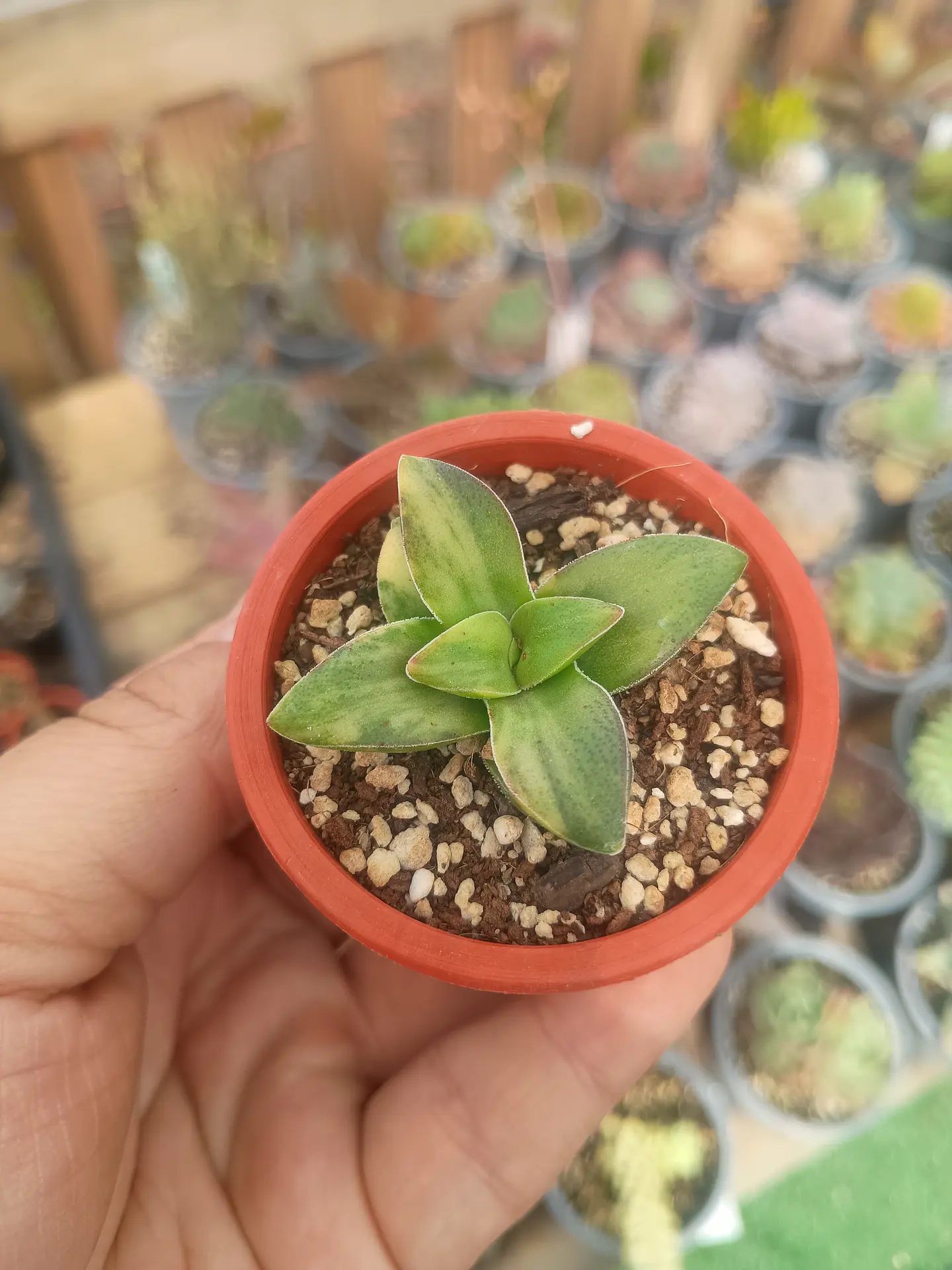 Crassula springtime variegada 1