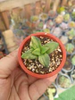 Crassula springtime variegada - Miniatura 1