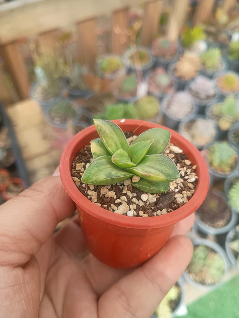 Crassula springtime variegada