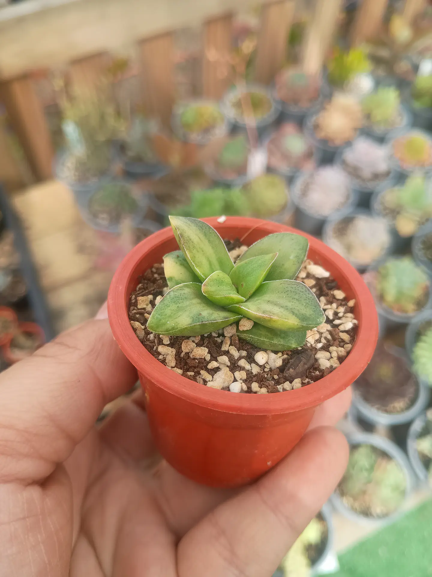 Crassula springtime variegada 2