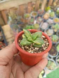 Crassula springtime variegada - Miniatura 2