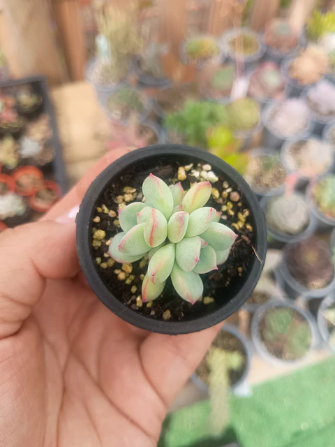 Echeveria pink line mini