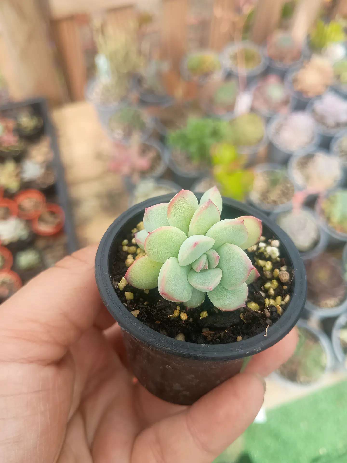 Echeveria pink line mini 2