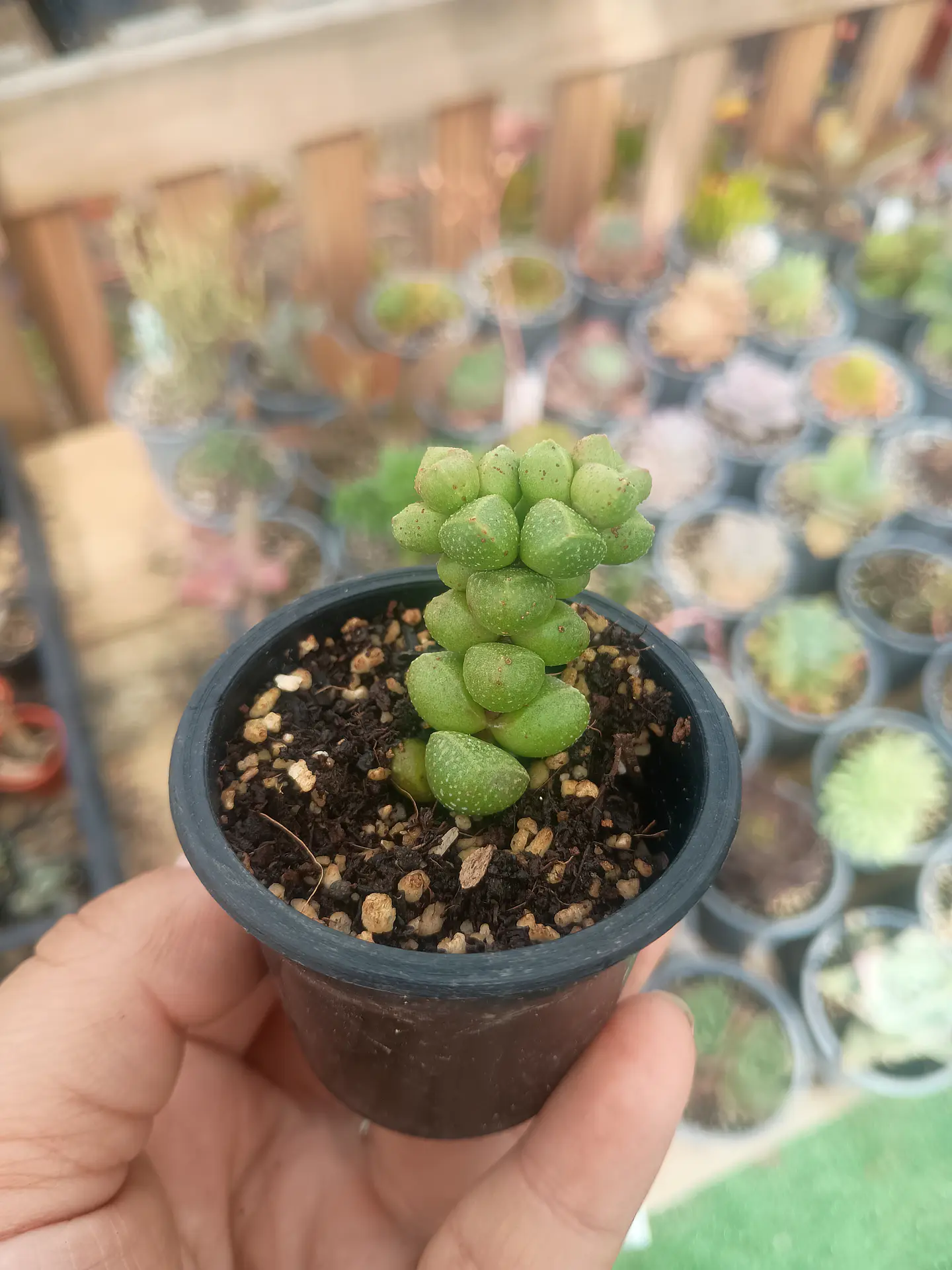 Crassula elegance  1