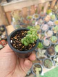 Crassula elegance  - Miniatura 2