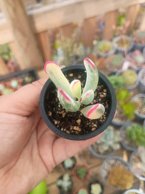 Cotyledon Flanagahnii variegado S