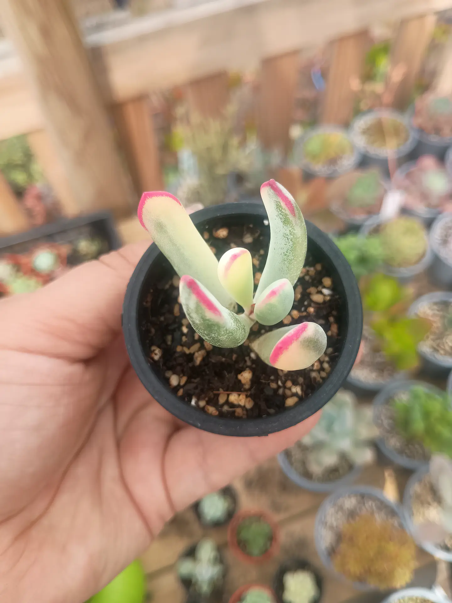Cotyledon Flanagahnii variegado S 2